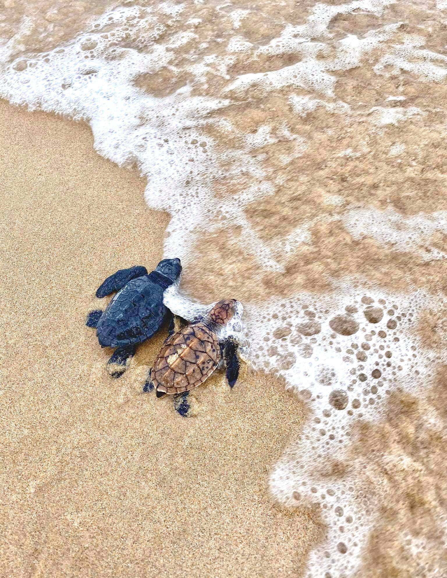 愛妮島海龜季