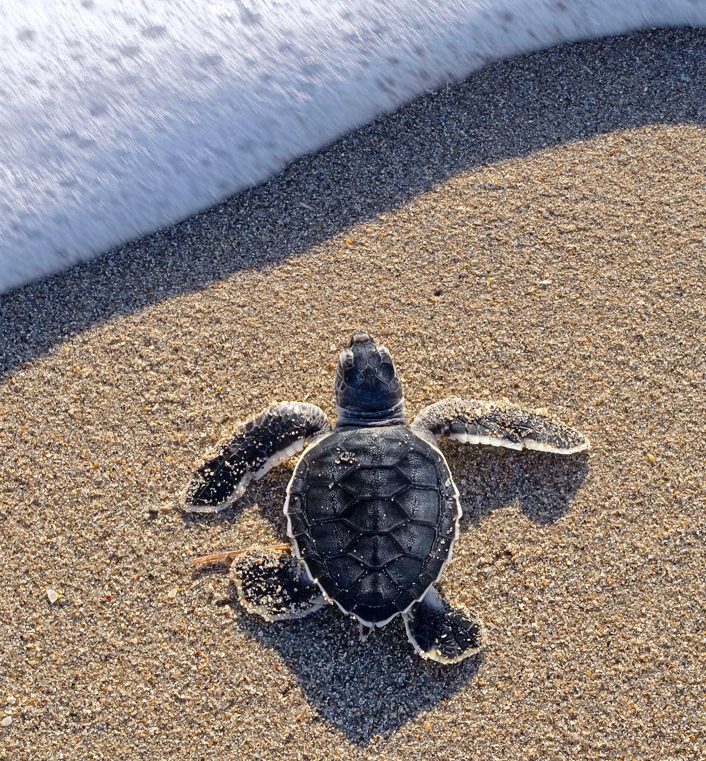 Nacpan Turtle Hatchery 2021的海龜季破萬結束！