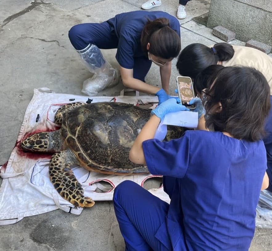「澎湖大義宮」長期圈養虐待海龜的事件