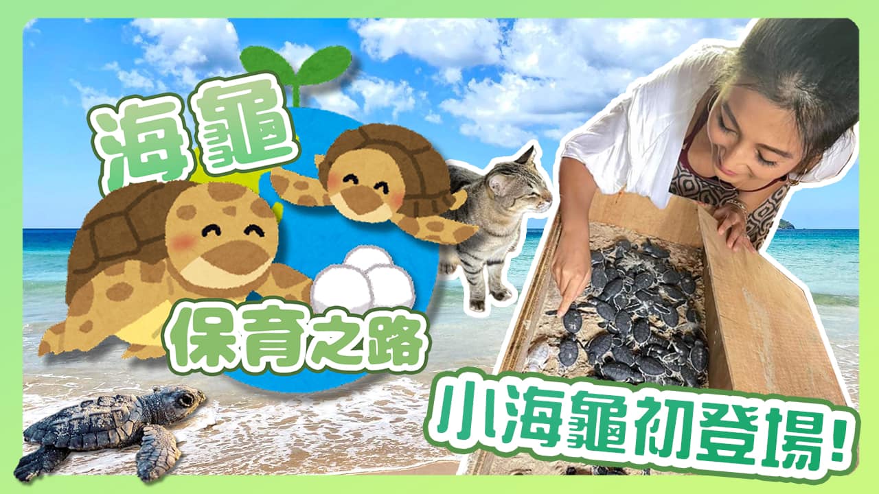 🎥深深YT頻道節目🎥人類也吃海龜？6年孵育之路甘苦談！