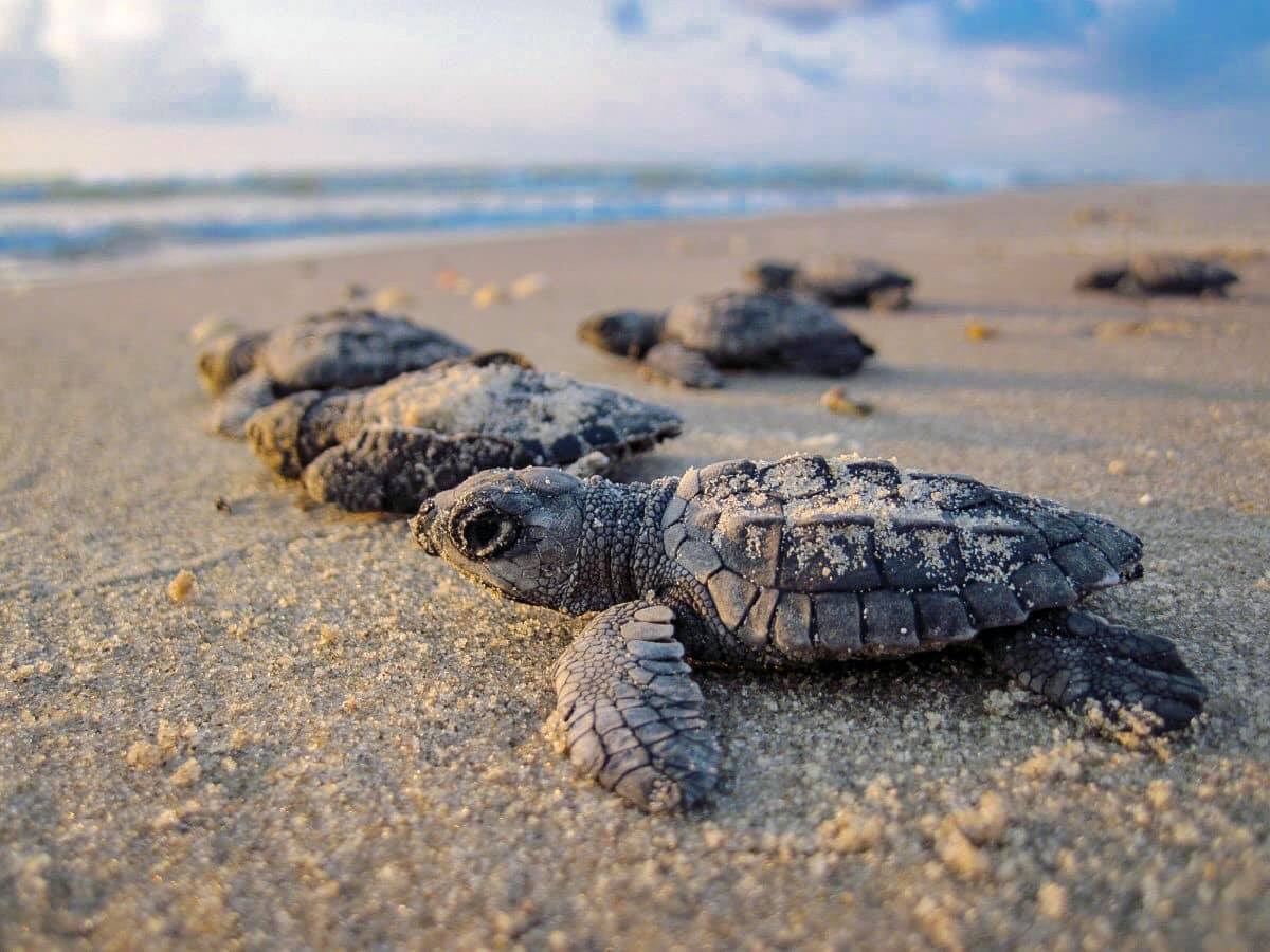永續保育愛妮島:建造小海龜的新家